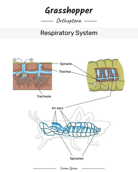 Çekirge Anatomisi Solunum Sistemi çizimi eğitim içeriği, öğretim, sunum metni