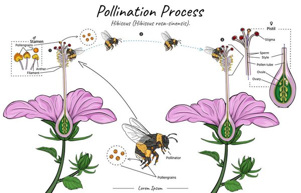 Pollination process of a flower hibiscus flower with bumblebee as pollinator illustration for biology science education