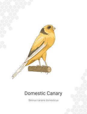 Evcil Canary Serinus kanarya domesticus illüstrasyon duvar dekorasyonu fikirleri. El çizimi Kanarya beyaz arkaplanda izole