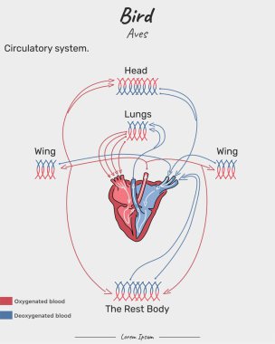 Bird Aves Dolaşım Sistemi çizimi. Avların İç Dolaşım Sistemi 'ni gösteren diyagram. biyoloji bilimi eğitimi için