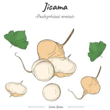 Jicama Paketi. Jicama meyve illüstrasyonunu ayarla. Jicama 'nın vektör koleksiyonu. Biyoloji veya eğitim posteri gibi konular için kullanılabilir.