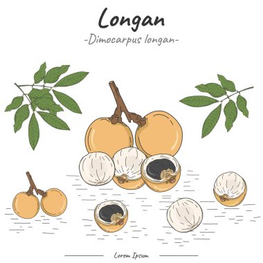 Longan Paketi. Longan meyve illüstrasyonunu ayarla. Longan 'ın vektör koleksiyonu. Biyoloji veya eğitim posteri gibi konular için kullanılabilir.