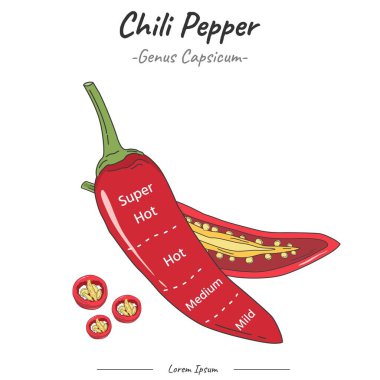 Frutipedia Chili Pepper Lezzet Bölgesi çizim vektörü. gıda eğitimi, meyve ve sebzeler hakkında bilgi.