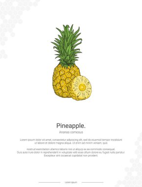 Ananas comosus resimli duvar dekorasyonu fikirleri ya da poster. El çizimi ananas beyaz arkaplanda izole