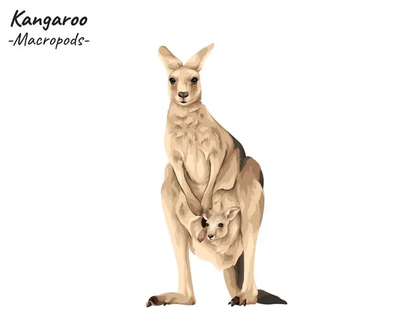 stock vector Kangaroo - Macropods illustration. Hand drawn australian animal isolated on white background