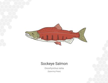 Sockeye Somon - Oncorhynchus nerka resimli duvar dekorasyonu fikirleri. El çizimi Balık beyaz arkaplanda izole