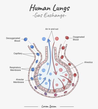 İnsan akciğerlerinde gaz değişimi ve alveollerde illüstrasyon. İnsan akciğerlerinin parçaları hakkında bilgi. İnsan anatomisi biyolojisi.
