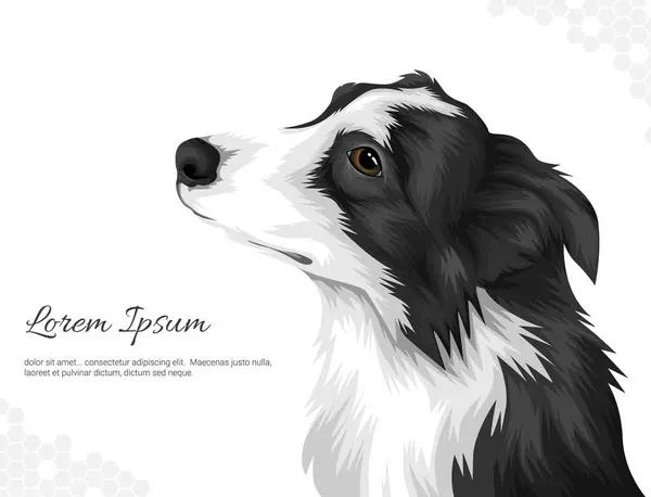 Köpek Yetiştirme Sınırı Collie Vektör duvar dekorasyonu fikirleri. Gerçekçi hayvani görüntüler. El çizimi köpek açık gri arka planda izole. Oda dekorasyonu, etkinlikler vs. için