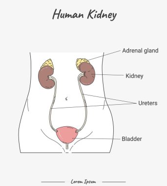 İnsan Anatomisi - Metinli böbrek çizimi. İnsan böbreği parçaları hakkında bilgi. İnsan anatomisi biyolojisi.