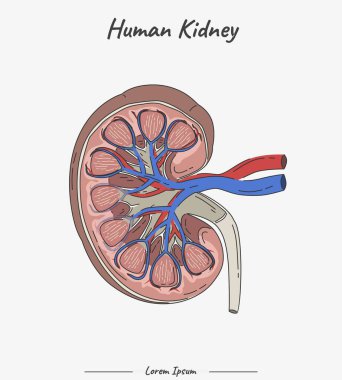 İnsan Anatomisi - Böbrek iç illüstrasyonu. İnsan böbreği parçaları hakkında bilgi. İnsan anatomisi biyolojisi.