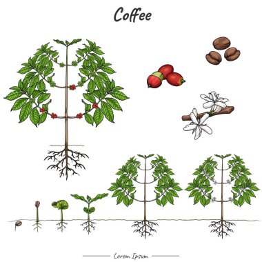 Kahve fabrikası paketi. Kahve seti. Tohumdan vektör olarak kahve ağacına kadar ağaç çizimi. Biyoloji veya eğitim posteri gibi konular için kullanılabilir.
