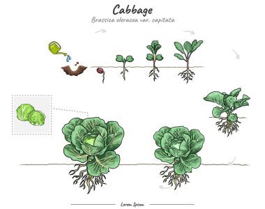 Tohumdan olgun bitkiye kadar lahana büyümesinin aşamalarını gösteren ayrıntılı illüstrasyon veya bilgi. Biyoloji veya eğitim posteri gibi konular için kullanılabilir.
