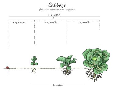Lahana bitkisi büyümesi bilgi elementlerini aşamalar. Büyüyen sahne lahana şablonu. Bir lahana bitkisi yetiştirme ve onun açıklamasını yapma zamanı. Biyoloji veya eğitim gibi konularda kullanılabilir 
