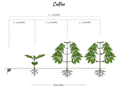 Kahve bitkisi büyümesi bilgi elementlerini aşamalar. Sahne büyüyen kahve fabrikası şablonu. Bir kahve bitkisi yetiştirme ve onun açıklamasını yapma zamanı. Biyoloji veya eğitim gibi konularda kullanılabilir 