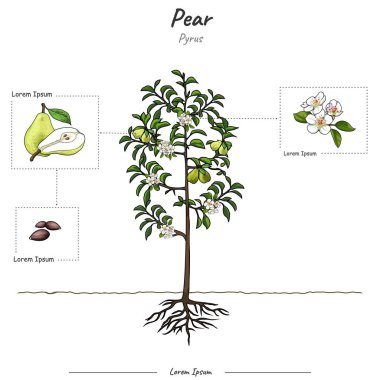Armut bitkisi ya da ağaç şablonu parçaları. Armut yapı diyagramı. Armut eğitimi ve parçalar. Meyve ve sebze eğitimi. Biyoloji veya eğitim posteri gibi konular için kullanılabilir.