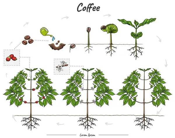 Tohumdan olgun bitkiye kadar kahve yetiştirme aşamalarını gösteren ayrıntılı illüstrasyon ya da bilgi. Biyoloji veya eğitim posteri gibi konular için kullanılabilir.