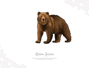 Grizzly Bear vector art for wall decoration. realistic animal images. Hand drawn wild animal isolated. for room decoration, events, etc clipart