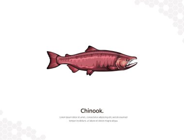 Chinook Salmon vector art for wall decoration. realistic animal images. Hand drawn marine animal isolated. for room decoration, events, etc clipart