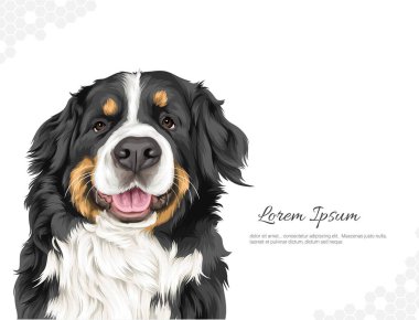 Vektör Köpek Breed Bernese Dağı. Duvar dekorasyonu fikirleri portresi. Gerçekçi hayvani görüntüler. El çizimi köpek izole. Oda dekorasyonu, etkinlikler vs. için