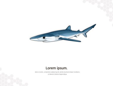 Blue shark vector art for wall decoration. realistic animal images. Hand drawn marine animal isolated. for room decoration, events, etc clipart