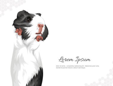 Vector Gine Domuzu hayvan cinsi. Duvar dekorasyonu fikirleri portresi. Gerçekçi hayvani görüntüler. El yapımı hayvan izole edilmiş. Oda dekorasyonu, etkinlikler vs. için