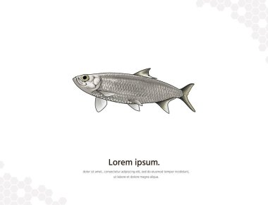 Duvar dekorasyonu için ringa balığı vektör sanatı. Gerçekçi hayvani görüntüler. El yapımı deniz hayvanı izole edilmiş. Oda dekorasyonu, etkinlikler vs. için