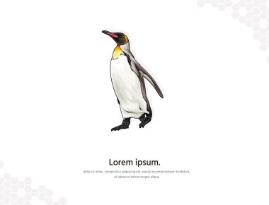 Penguin vector art for wall decoration. realistic animal images. Hand drawn poultry animal isolated. for research, room decoration, events, etc clipart