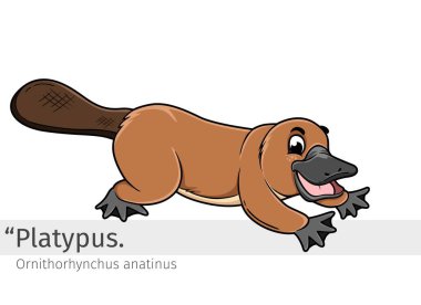 Platypus Cartoon illustration. wildlife animal isolated. Animal cartoon collection. Platypus Cartoon character clipart