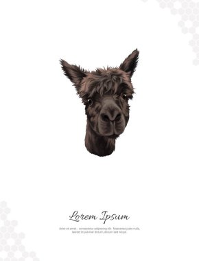 Vector alpaca wall decor ideas Portrait. realistic animal images. Hand drawn aninmal isolated. for room decoration, events, etc clipart