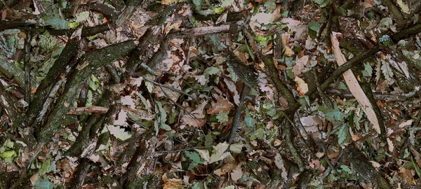 现实的森林伪装 无缝图案 橡树枝叶 可用于狩猎和军事目的 — 图库照片#