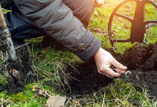 stock image A man takes a dug up ancient coin from the ground with a shovel and a metal detector. Treasure hunting as a hobby in nature. Luck is needed to find the treasure