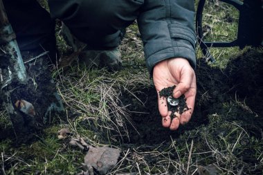 Bozuk para, çayırda metal dedektörlü hazine ararken bulunması büyük şans. Bir adamın elindeki toprak yığını içinde kazılmış bir para.