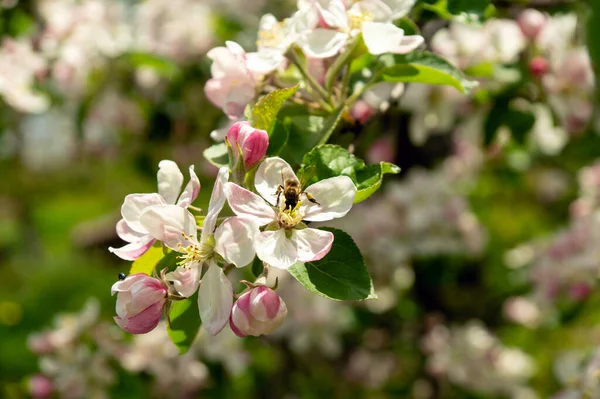 Flowers of apple trees bloom on a branch. Close up shot of blooming apple tree branch in a garden. Blooming apple tree. Spring flowering of trees. Seasonal wallpaper
