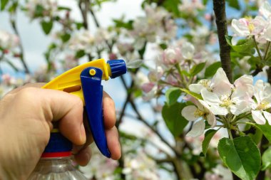 Bahçedeki çiçek açan elma ağacının dallarını işlemek çeşitli haşerelerden veya böceklerden. Bahar bahçesinin önlenmesi.