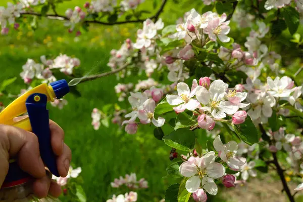 Çiçek açarken, meyve ağaçları çeşitli haşereler ve böcekler için tedavi edilmelidir. Bahar bahçesinin önlenmesi.