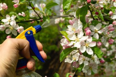 Bahçedeki çiçek açan elma ağacının dallarını işlemek çeşitli haşerelerden veya böceklerden. Bahar bahçesinin önlenmesi