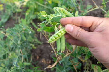 Bahçıvanın eli açık bir bezelye kabuğunu tutuyor. Bahçıvan bahçede bezelye hasadını kontrol ediyor..