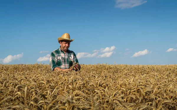 Senior farmer in a hat in the field checks the spikelets of wheat before harvesting. Wheat will be cut and milled when fully ripe.