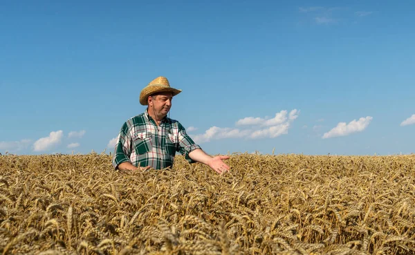 農家による小麦の検査 小麦の分野の牧場主は将来の収穫をチェックします — ストック写真