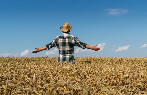 Inspection of wheat by a farmer. The rancher stands with his back in a field of wheat with his arms outstretched.