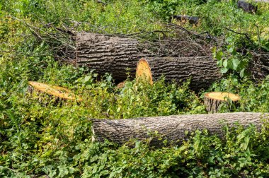 Ormandaki yasa dışı ağaç kesiminden sonra kütükler ve kütükler ormandaki bir açıklıkta yatıyor. Avrupa 'nın Ormansızlaşması.