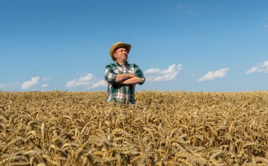Hasır şapkalı bir çiftçinin portresi buğday tarlasında duruyor. Hasattan önce buğdayı kontrol edip denetliyorum..