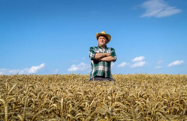 Портрет Бігуна Стоїть Пшеничному Полі Ідея Успішного Збору Пшениці Чоловічий Стокове Фото