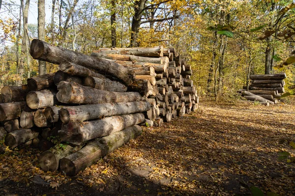 Large oak logs are piled in a forest clearing. Concept of forest theft or illegal logging.