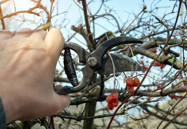 Preventative cleaning of the garden and pruning of branches with an old pruning shears in the hand of a gardener. Concept of caring for fruit trees in the garden.