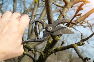 Elma ağacı dallarının önlenmesi ve temizlenmesi için bir bahçıvanın elinde yaşlı bir budama. Bahçedeki meyve ağaçlarıyla ilgilenme kavramı.