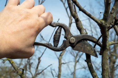 Bahçıvanın elinde budama makası olan yaşlı bir elma ağacının dallarının önleyici budanması. Erken bahar meyve bahçesi bakımı konsepti.