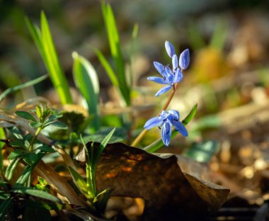 Çiçekler, çayırdaki ormandaki iki yapraklı squill, alp-squill ya da scilla bifolia..