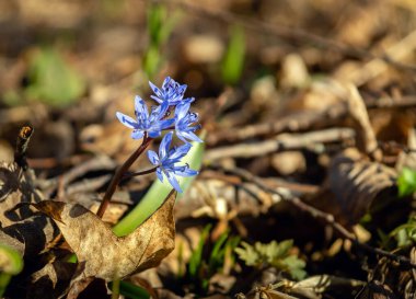 Güneşli bir günde, eski yaprakların arasındaki açıklıkta güzel bir orman mavisi çiçek scilla 'sı. Orman doğası kavramı.