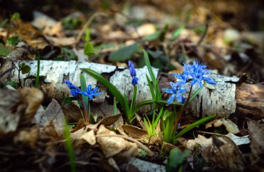Çiçekler, çayırdaki ormandaki iki yapraklı squill, alp-squill ya da scilla bifolia..
